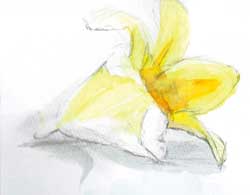 水彩画　黄色い花