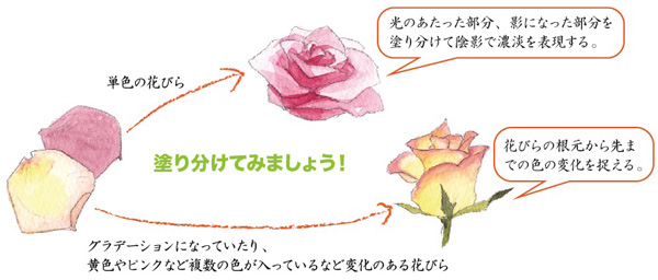 水彩 バラ 花のスケッチ 色と表現
