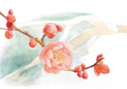 梅の花 水彩画