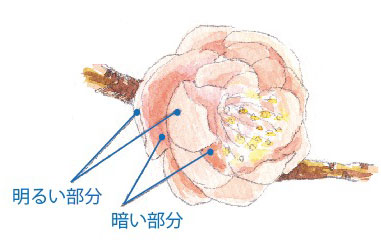 梅の花 描き方 着彩