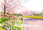 桜 風景水彩画