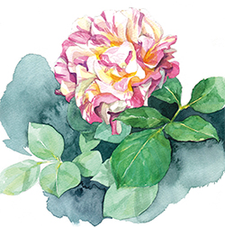 �G�h�D�A�[���}�l �o�� ���ʉ�